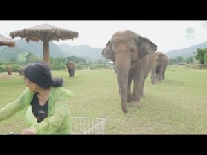 Adorable Elephants Follow Woman Riding A Bicycle