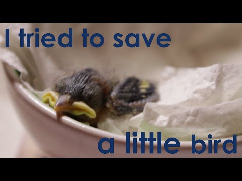 Meet Pete The Little Bird