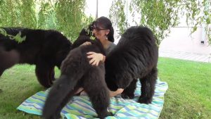 A Day With Fluffy And Cuddly Newfoundland Dogs