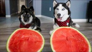 Dogs Have A Watermelon Eating Contest