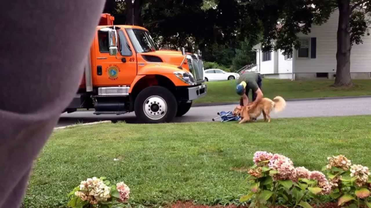 Dog Loves Garbage Man