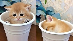 Potted Kitten?