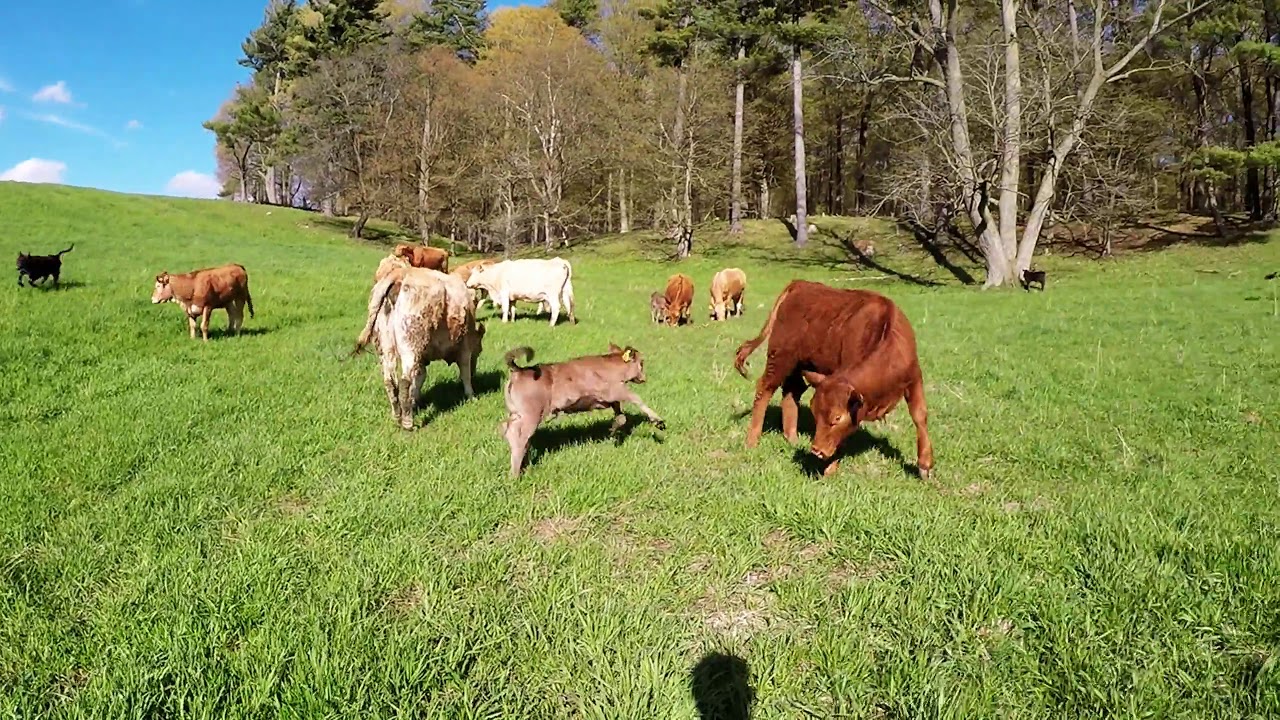 Newborn Calves Having Fun Frolicking In A Field
