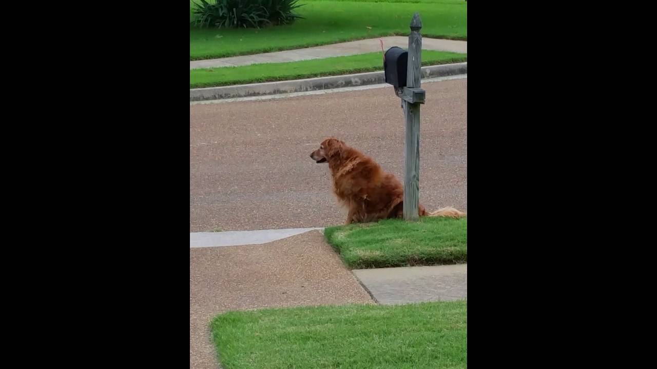 Golden Retriever Waiting For The Mail Truck