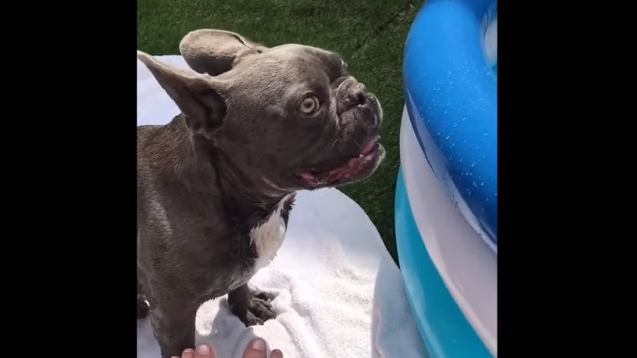 French Bulldog Is Super Excited For His New Pool