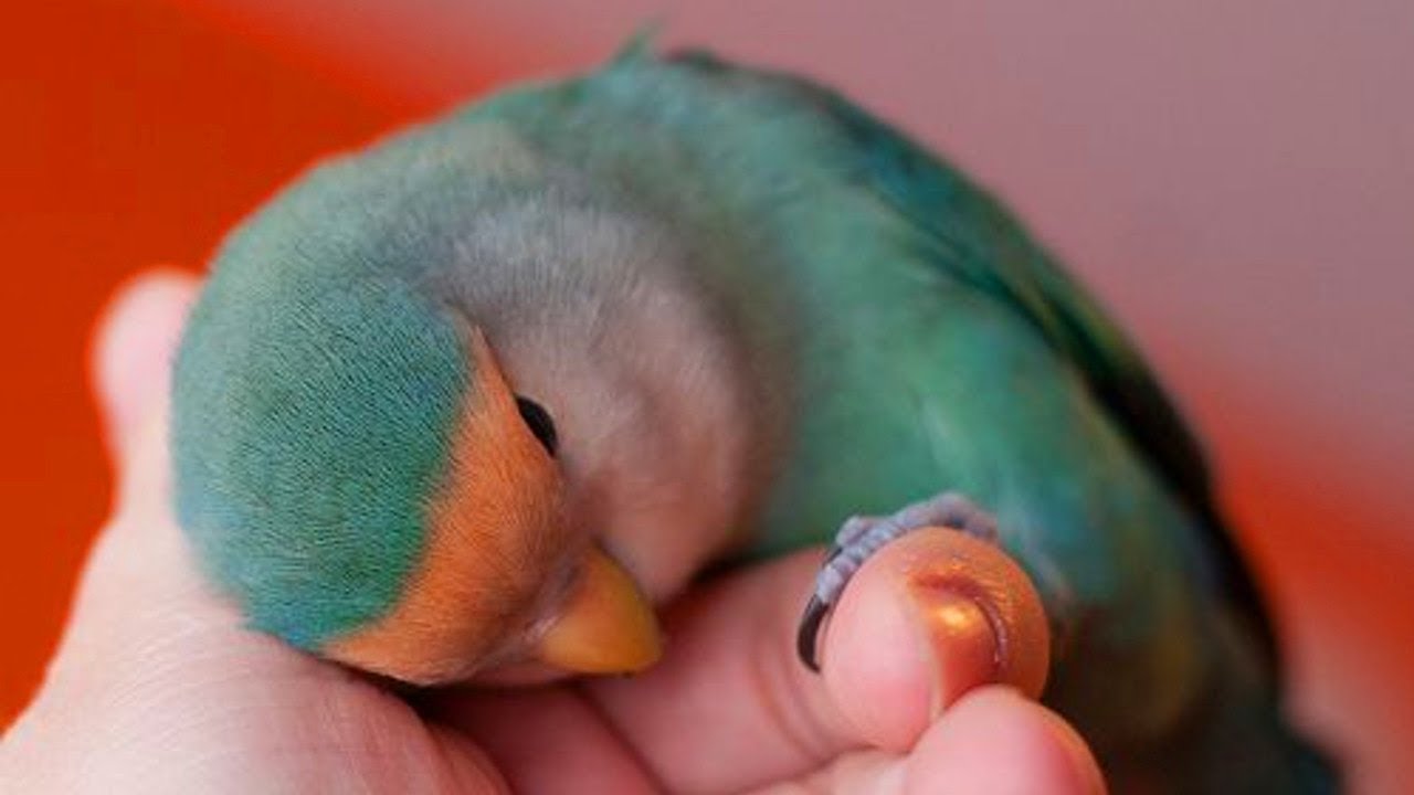 Cute And Cuddly Lovebird Parrots Being Cute And Cuddly