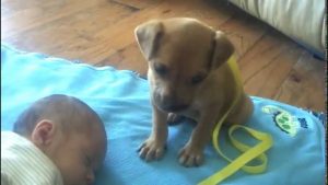 Sleepy Puppy Lovingly Falls Asleep On Baby