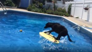 Dog Jumps On Floatig Board To Get To Ball In Pool