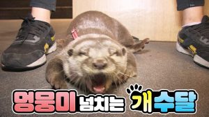 Otter That Acts Like A Dog