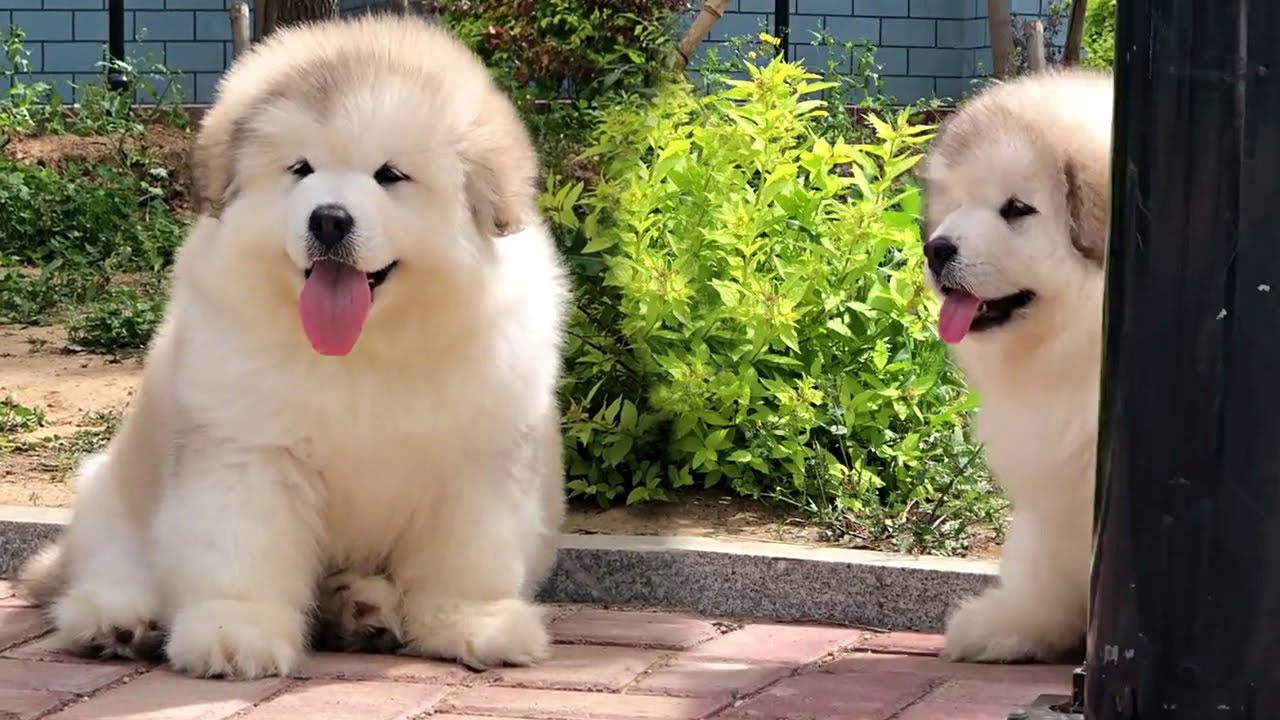These Puppies Are Super Happy And Fluffy