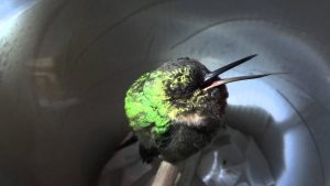 Sleeping Hummingbird Snoring