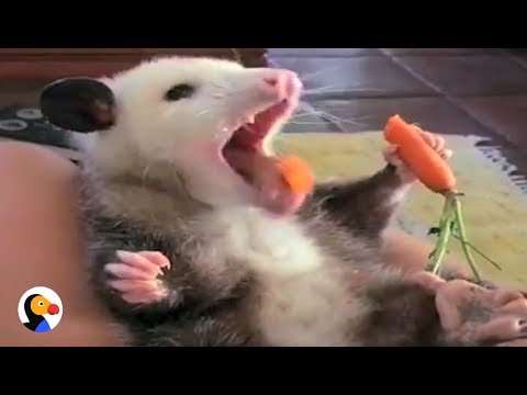 Rescued Possum Loves To Enjoy Her Snacks