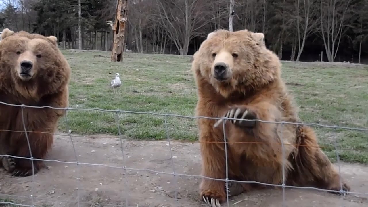 Bears Waving And Catching Bread