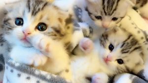 Purrfectly Beautiful Kittens