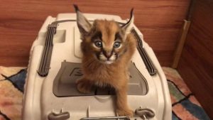 The Caracal Cat Has The Most Unique Meow