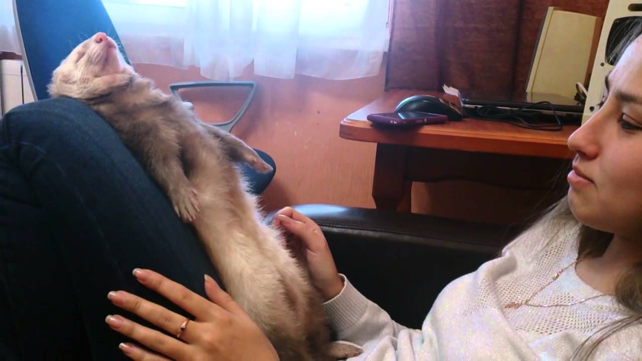 This Ferret Has An Interesting Approach To Sleep