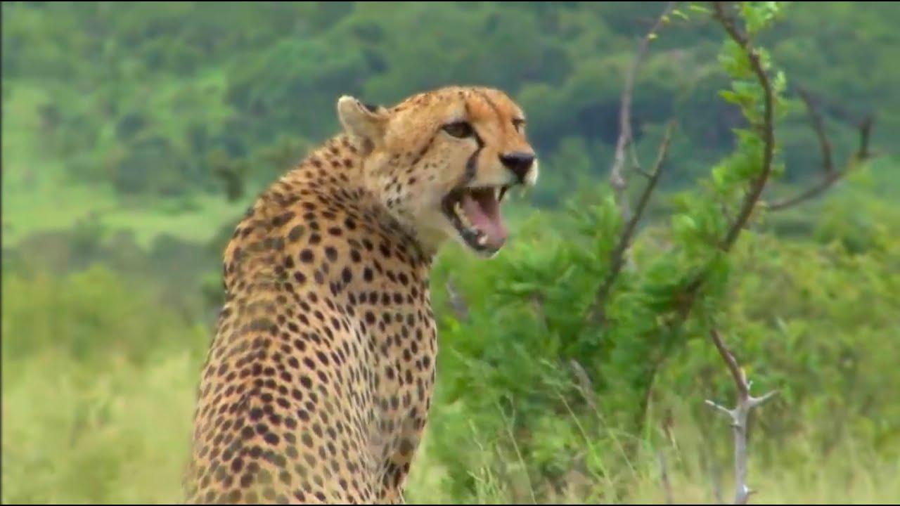 Have You Ever Wondered What Cheetahs Sound Like?