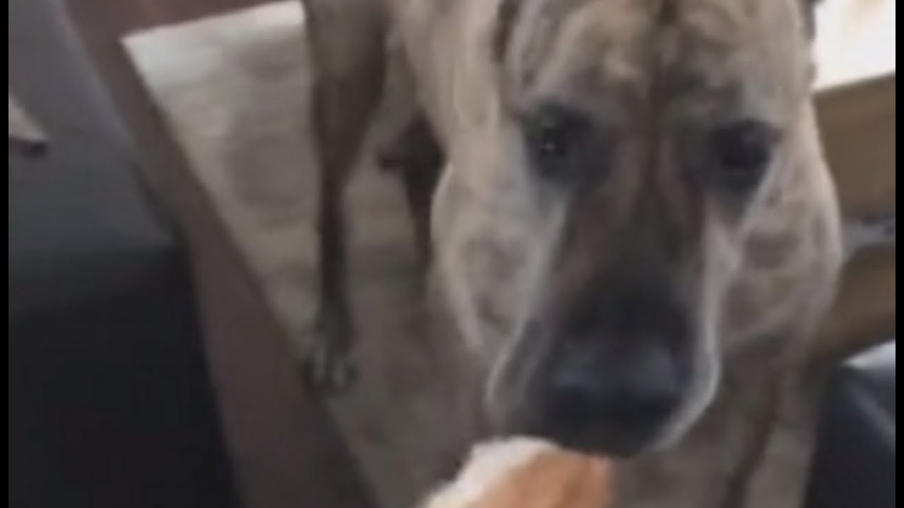 Great Dane Hides Huge Toy In His Mouth