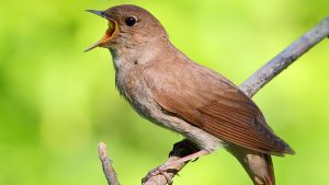 The Peaceful Sounds Of A Singing Nightingale