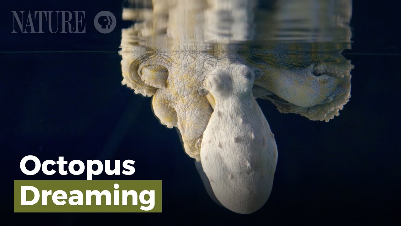 The Beauty Of An Octopus Dreaming