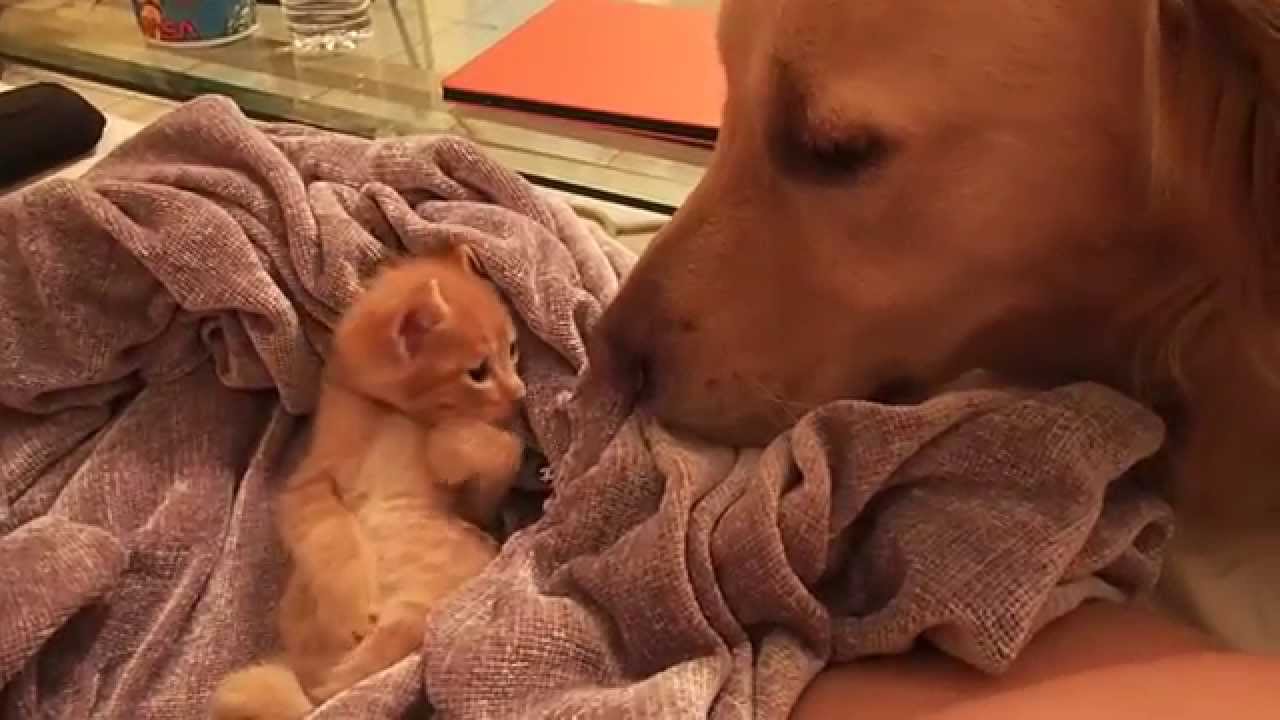 Sleepy Kitten Greeting Dog Friend