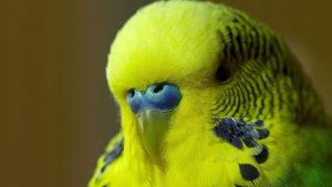 Meet Disco The Talking Budgie