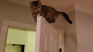 An A-Door-Able Kitten Perched On Top Of A Door