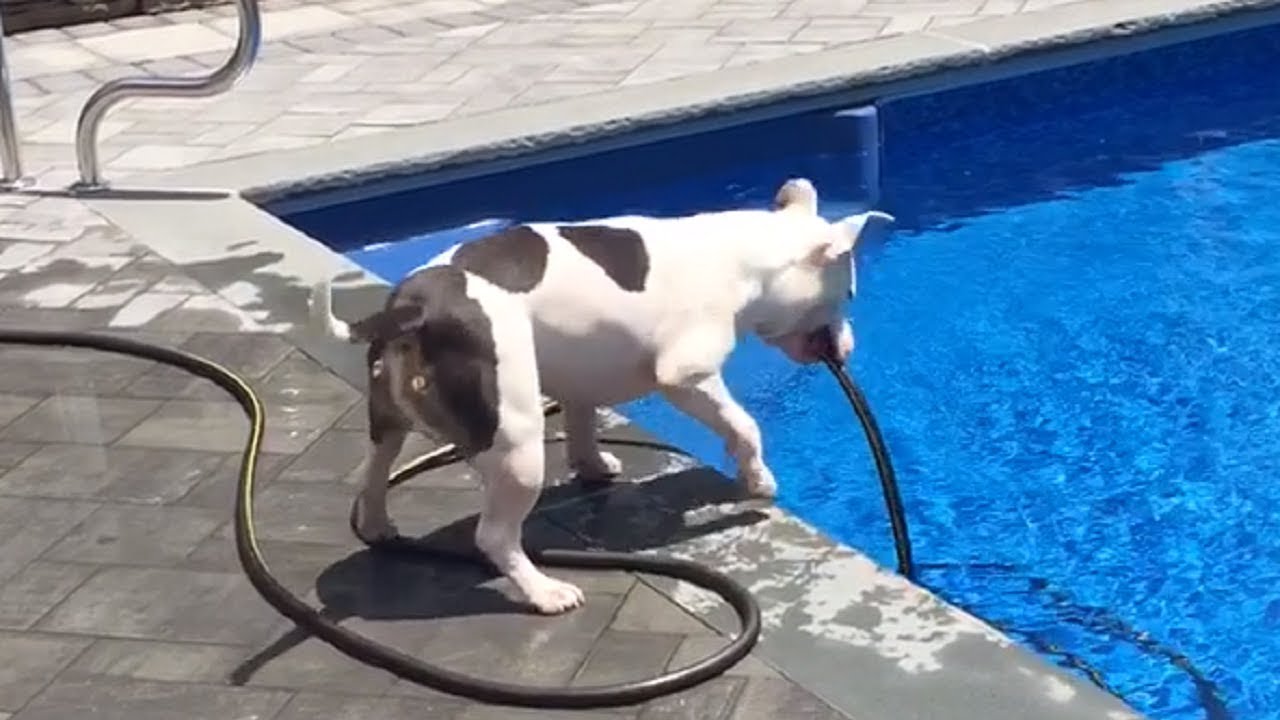 Dog Pulls Hose Out Of Pool To Get A Drink