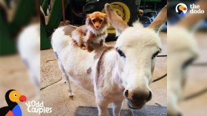 Chihuahua And Donkey Are Best Friends