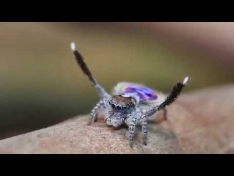 Peacock Spider Dances To Flamenco Music