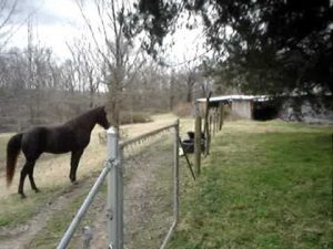 Horse And Dog Playing Together