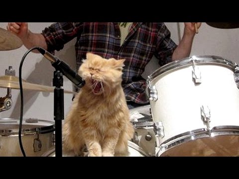 Cats And Dogs Singing With Their Humans