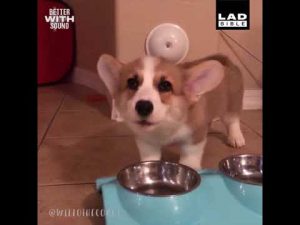 Corgi Dog Enjoys Howling While Eating Dinner