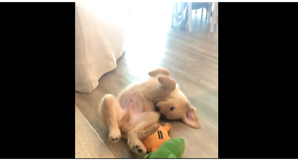 Cute Golden Retriever Puppy Tried To Chase His Tail