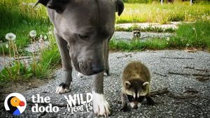 Pitbull Becomes Adopted Mommy To Raccoon Babies