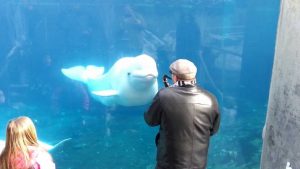 Beluga Whale Dancing To Saxophone Music