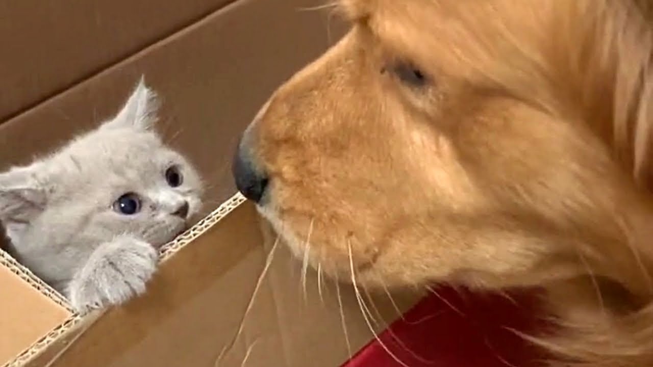 Golden Retriever Gets A New Kitten Best Friend