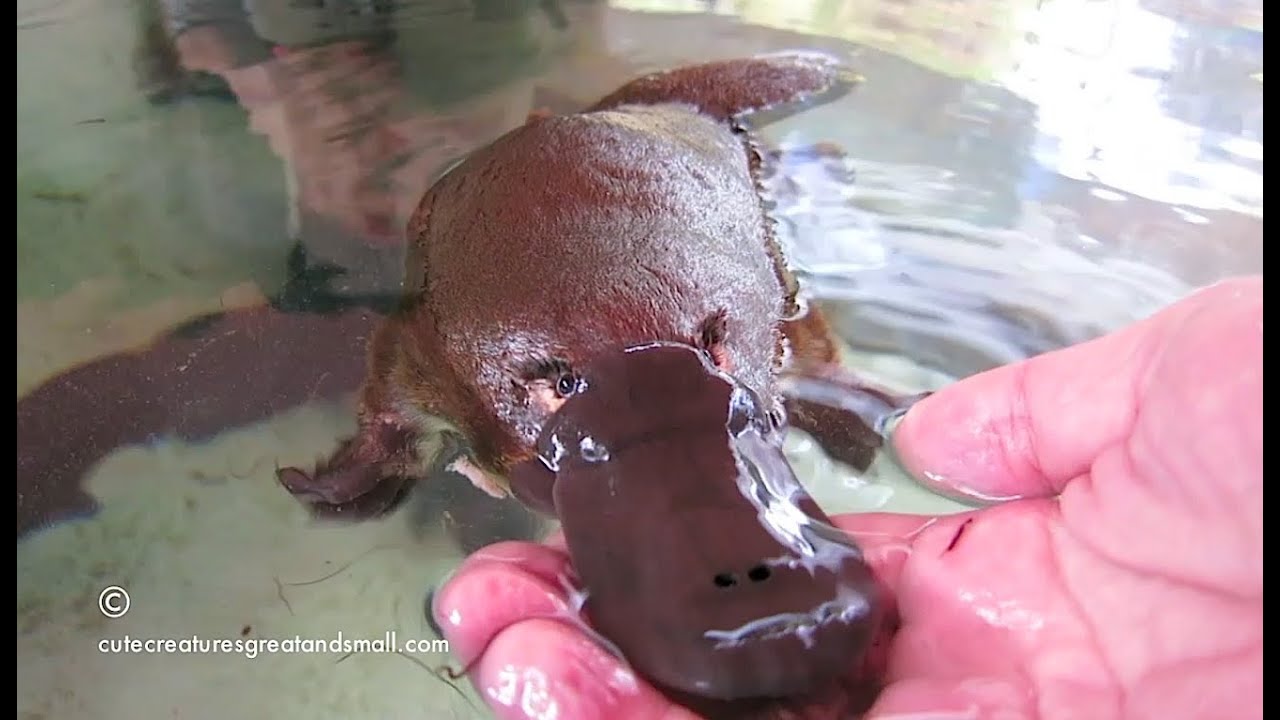 Playing With A Playful Platypus