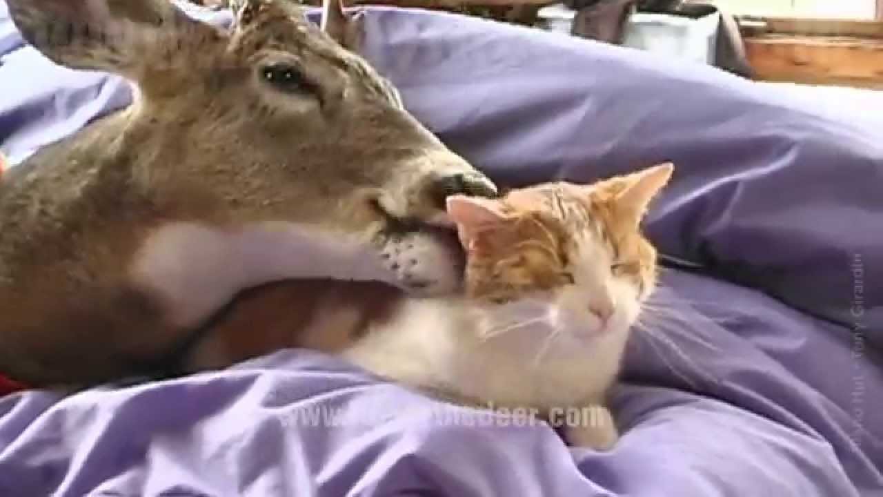 Deer And Cat Are Best Friends