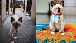 Cat Goes From Being A Stray To A Lawyer!