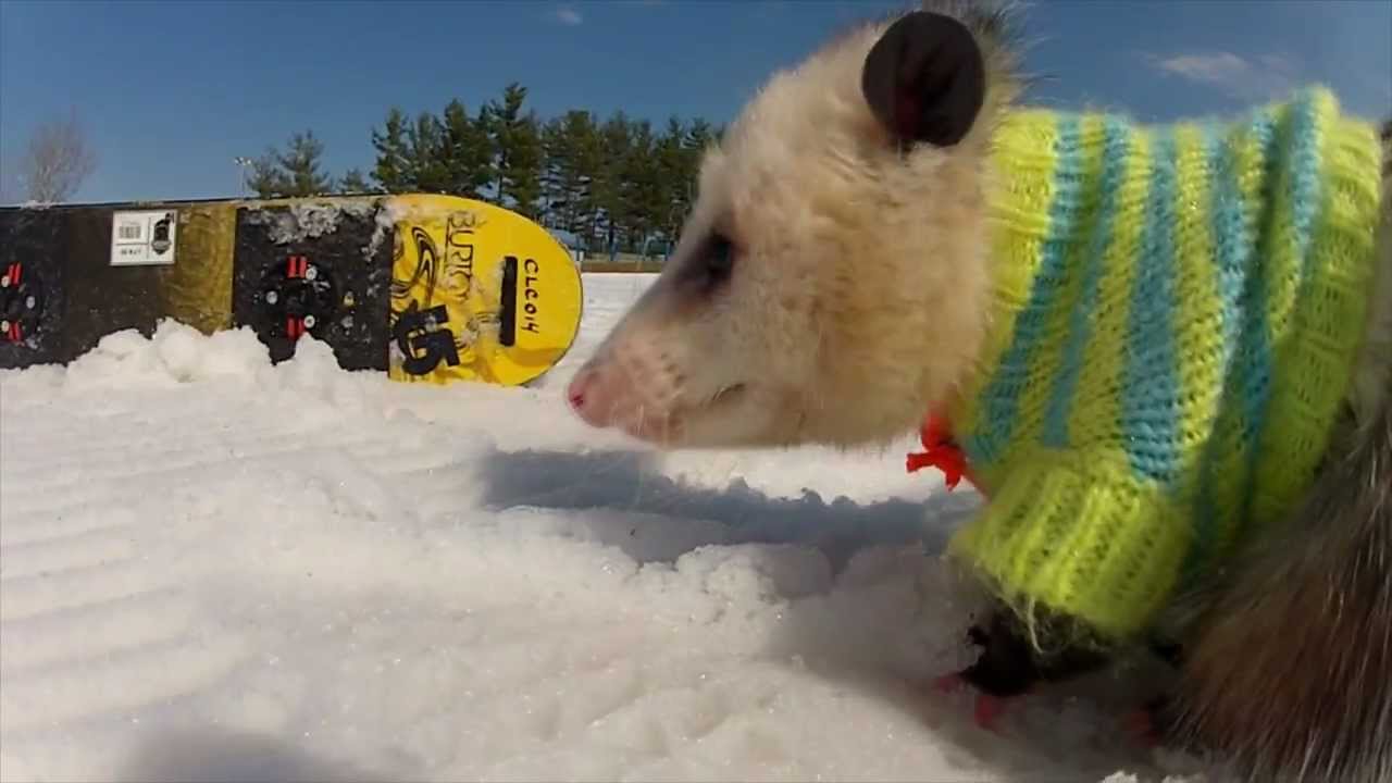 Ratatouille The Snowboarding Opossum