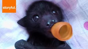 Baby Bat Enjoying A Pacifier And Massage