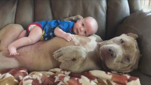 Dog Loves Human Baby Like Her Own Puppy