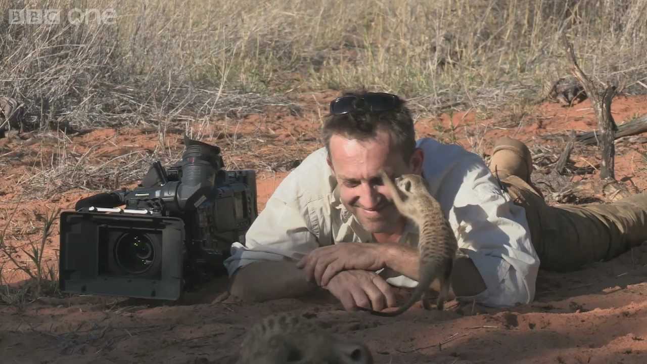Meerkat Uses Nature Cameraman's Head As A Perch