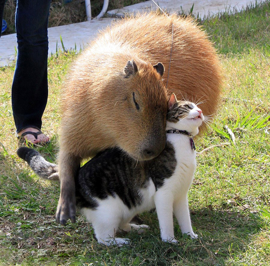 Capybara And Cat Are Best Friends