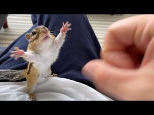 Chipmunk Loves His Human Mom