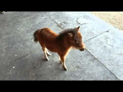 Baby Miniature Horse Playing Chase