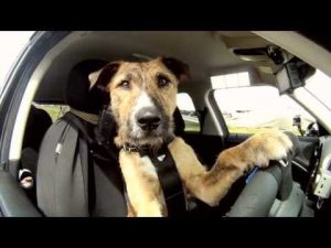 Could Porter The Driving Dog Be Your Next Uber Driver?