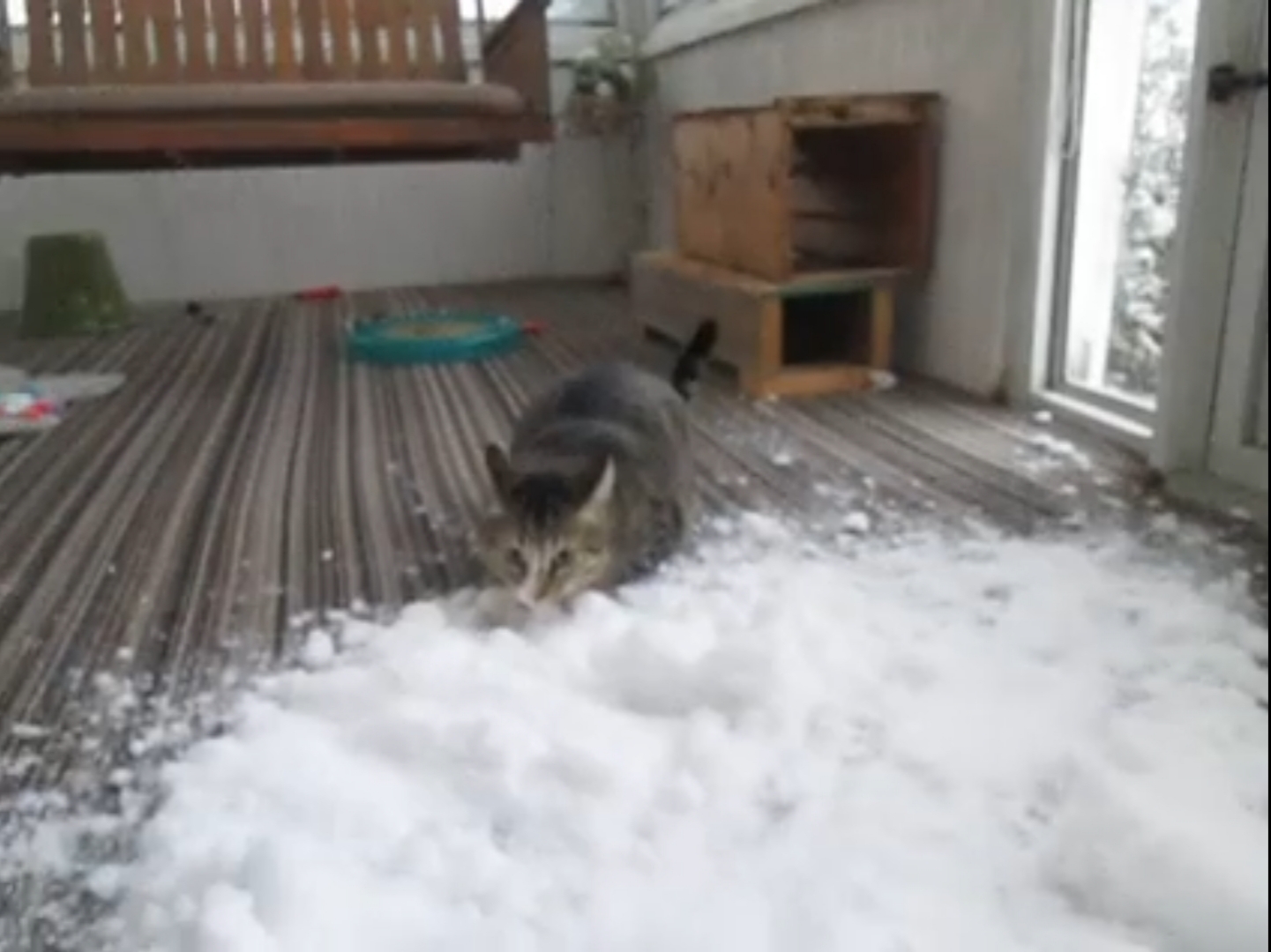 Cat Gets Snow Brought Indoors To Enjoy