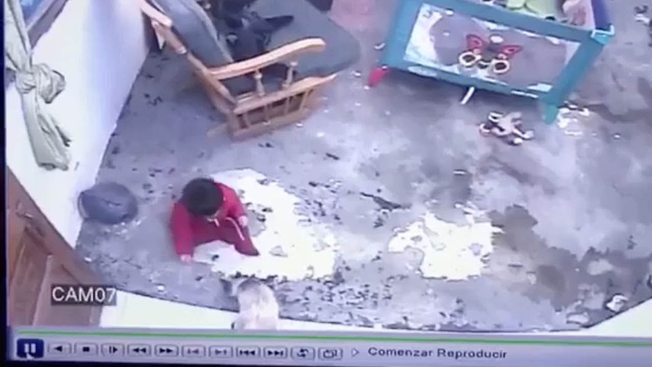 Mother Cat Saves Human Toddler From Fall